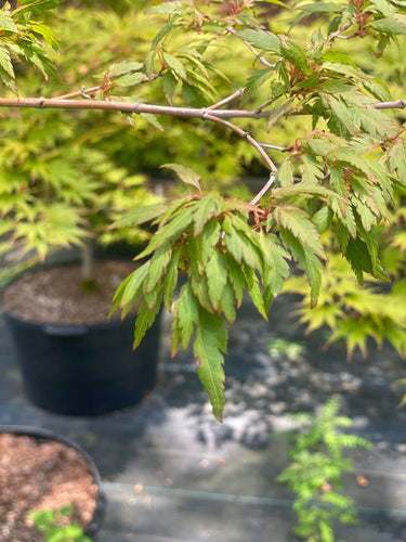 Acer palmatum 'Beni hagaromo' - mapleridgenursery